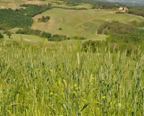 Urlaub am Biobauernhof Agriturismo in der Toskana für einen schönen Urlaub bei Volterra und dem meer, incanto del fiume