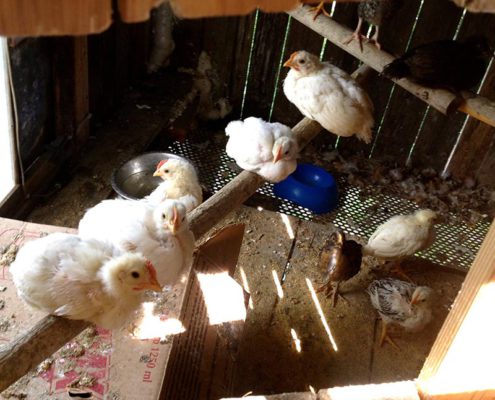 hühner im biobauernhof in der toskana ein bio-agriturismo mit ferienwohnungen und pool