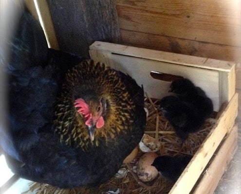 hühner im biobauernhof in der toskana ein bio-agriturismo mit ferienwohnungen und pool